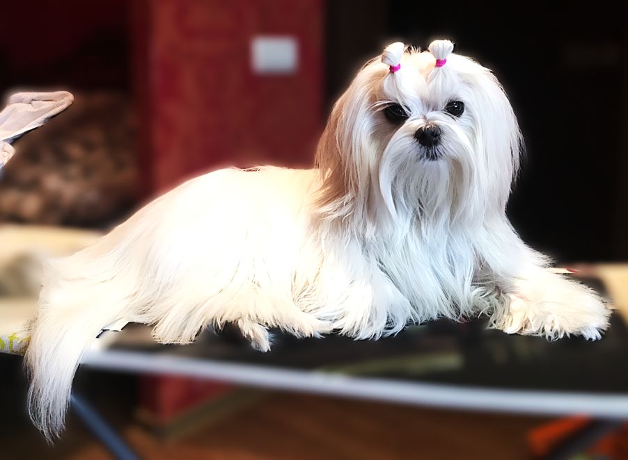 Elegant Person Princess Belle