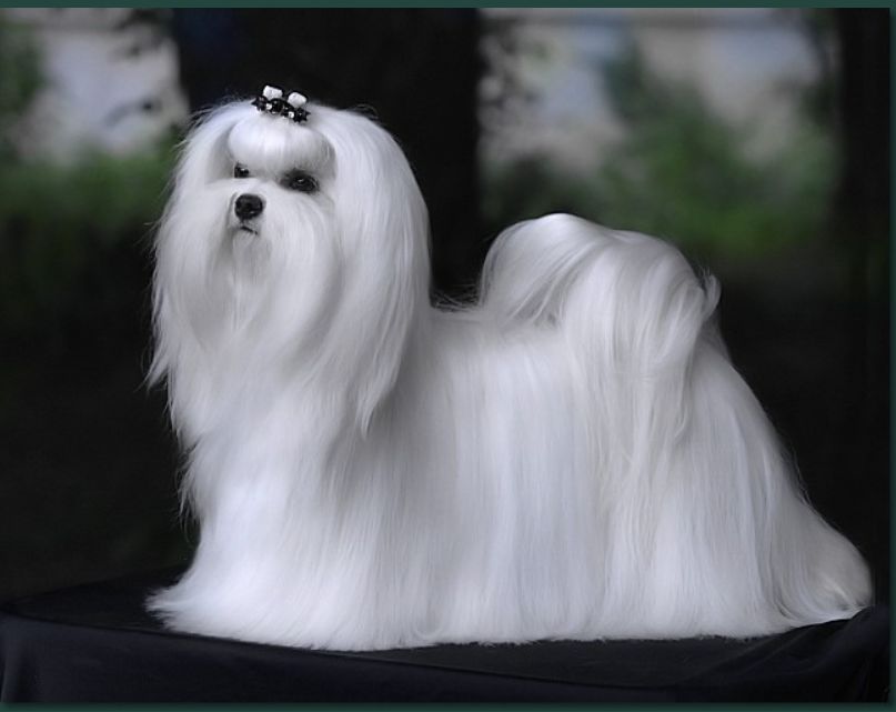 Beautiful Dolly Forussi (FCI)